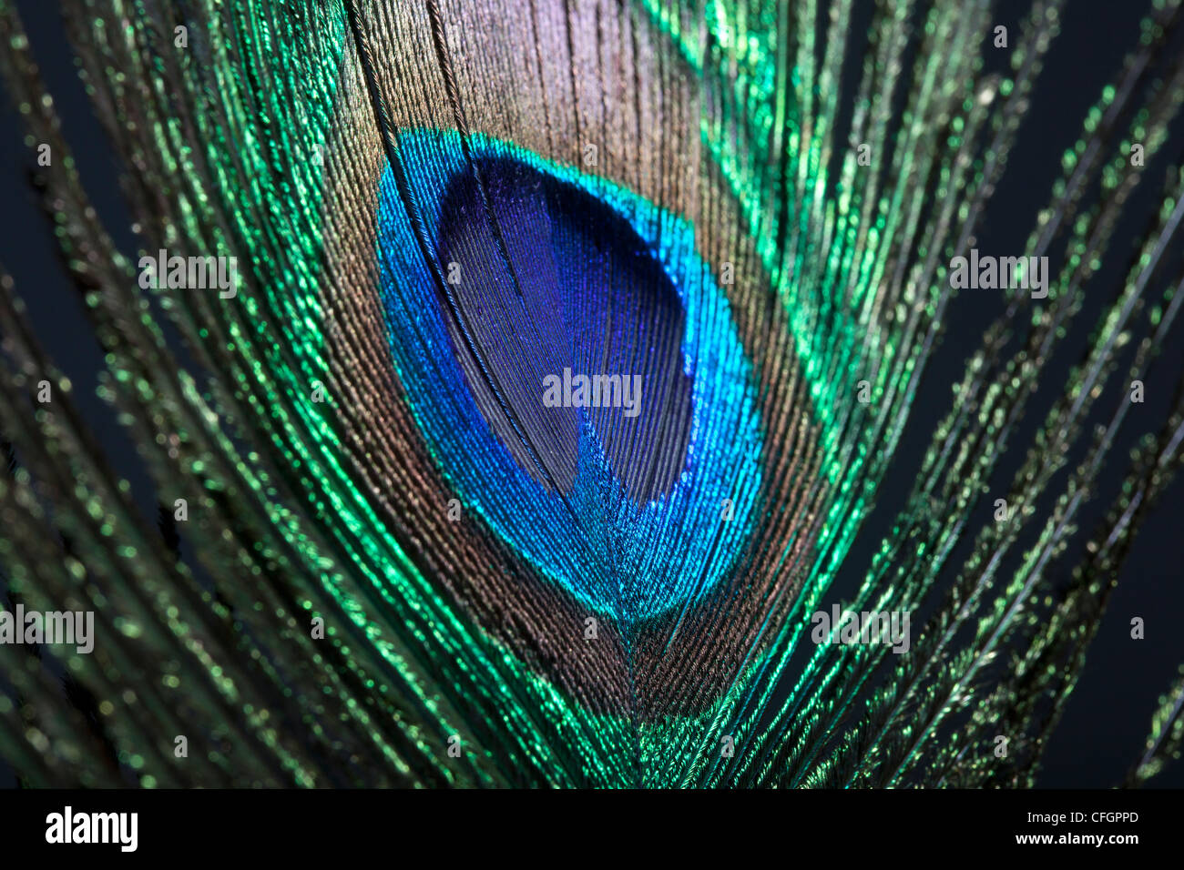 Peacock feathers hires stock photography and images Alamy
