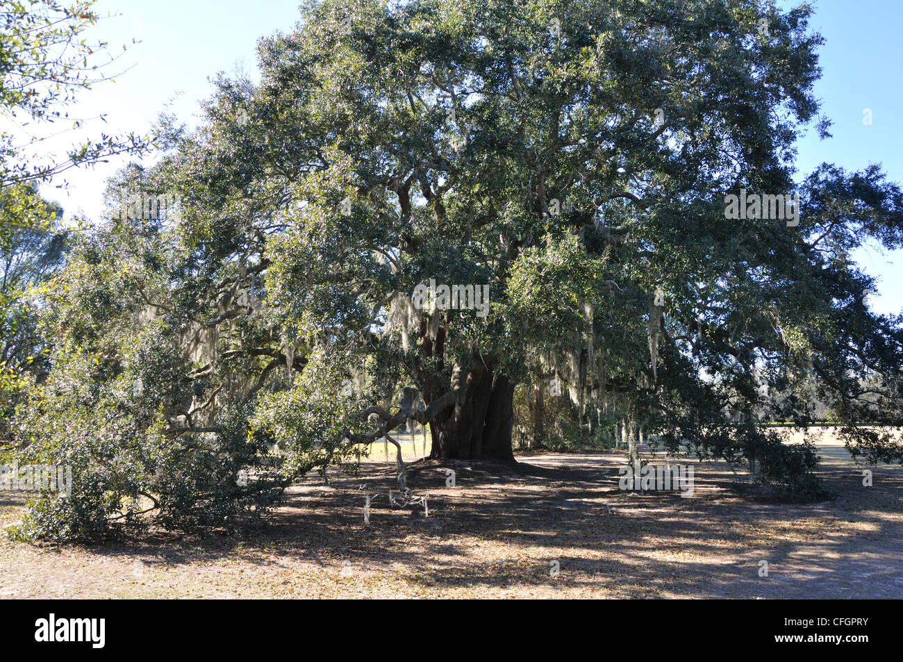 Live oak trees Quercus virginiana South Carolina, USA Stock Photo