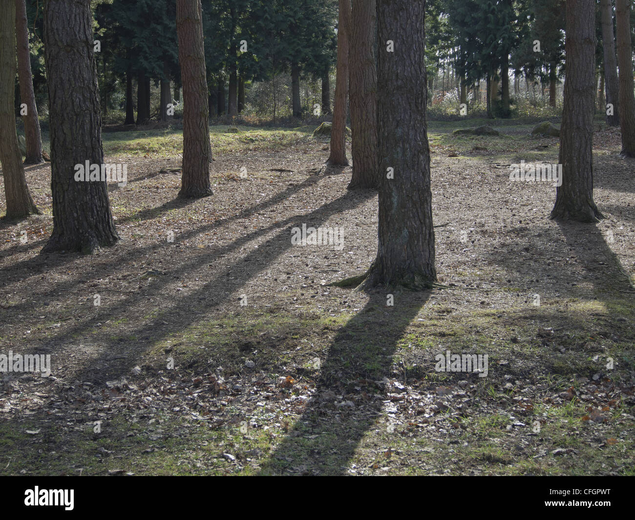 a trail and footpath in a forest Stock Photo