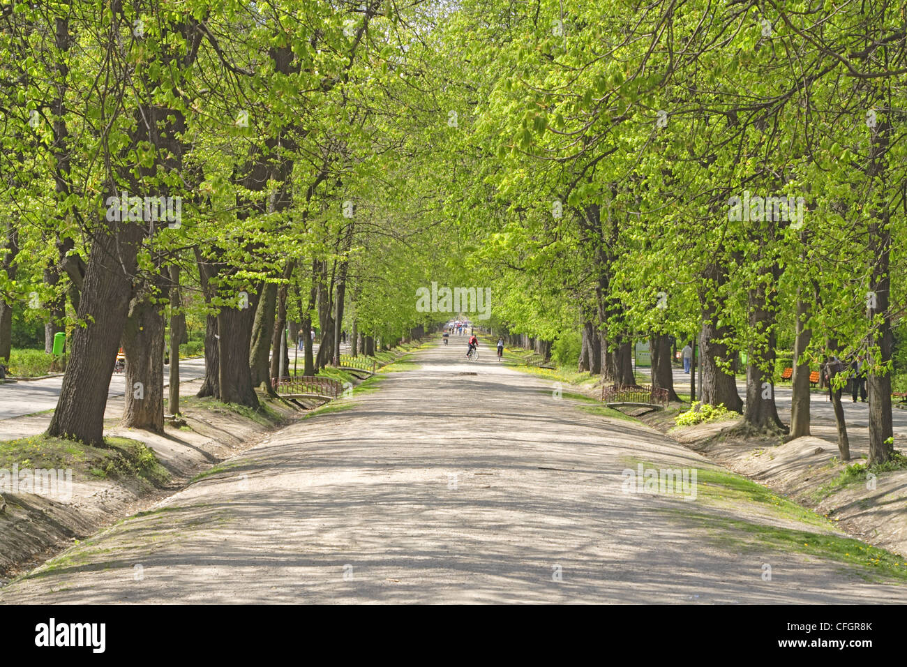 Green alley trees in park hi-res stock photography and images - Alamy