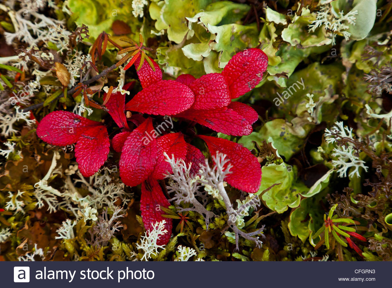 Close up of bearberries, lichens, and red leaves. Stock Photo