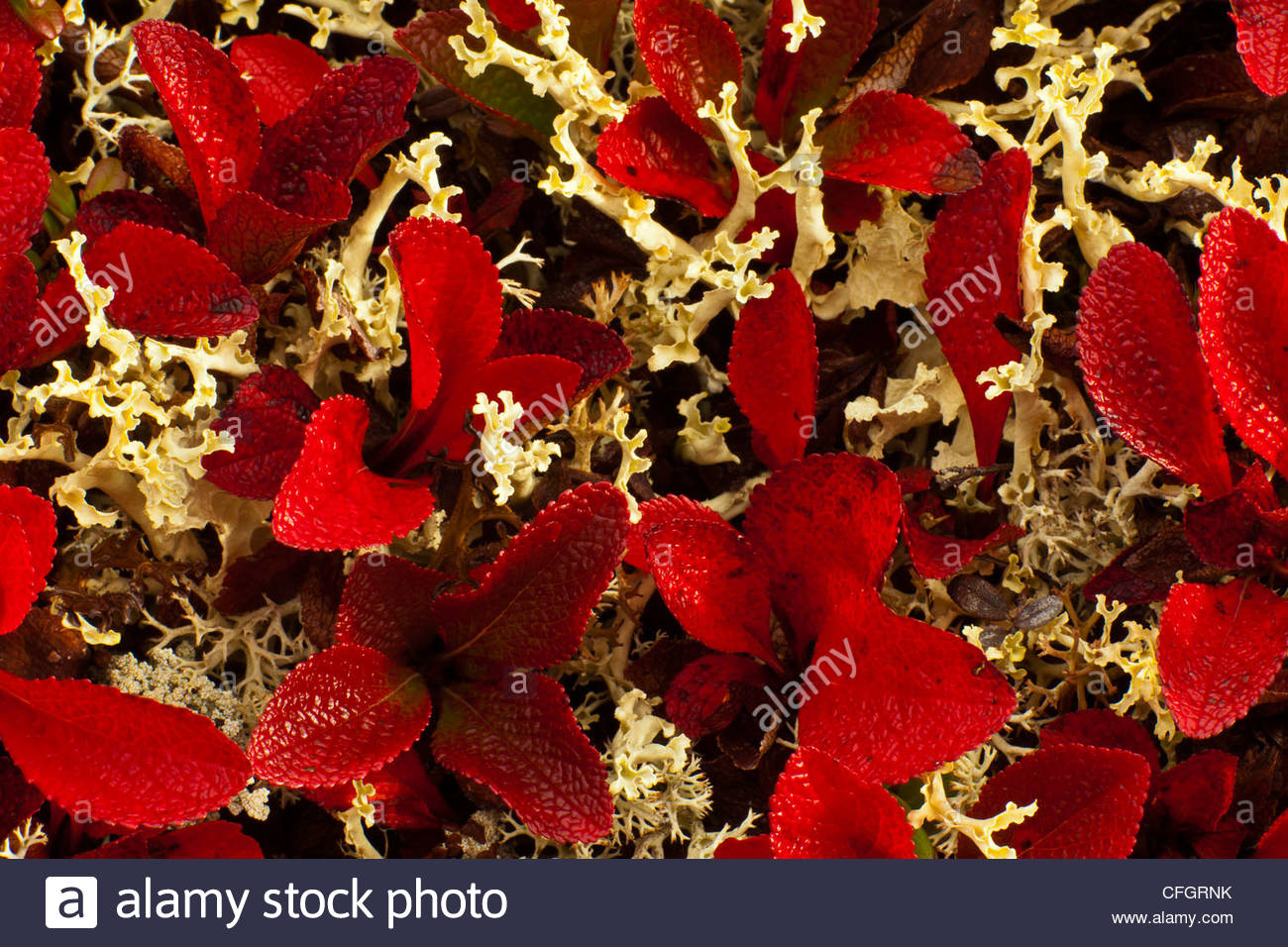 Detail of bearberry plants and lichens. Stock Photo