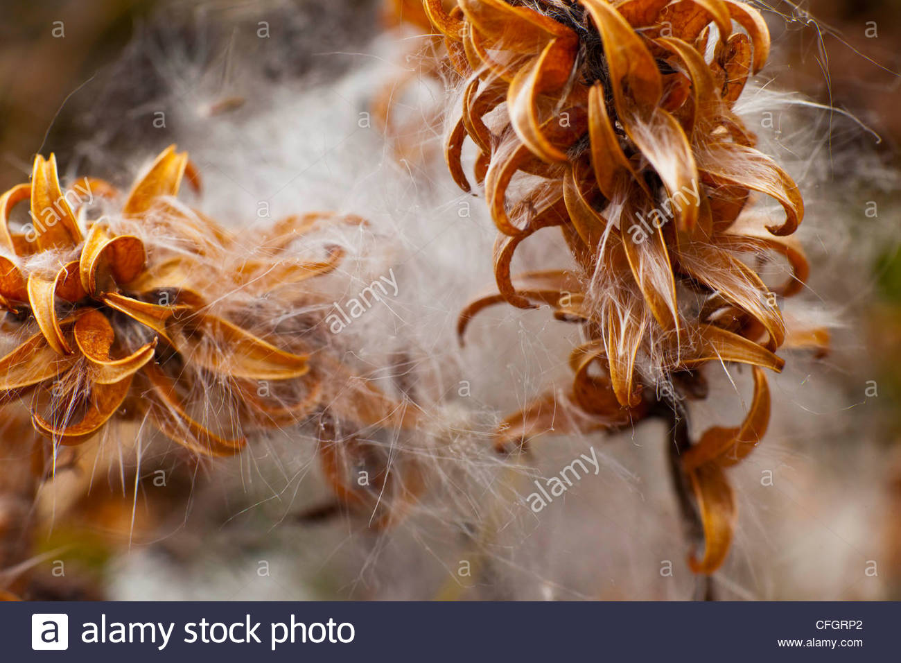 Close up of Arctic willow seed pods. Stock Photo