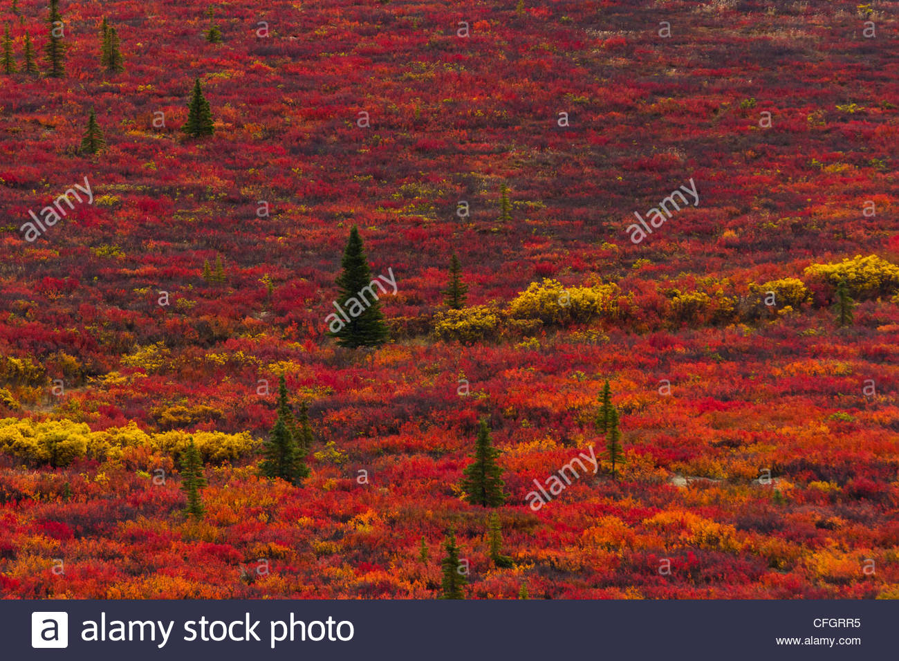 Bright red fall foliage on the Alaskan tundra. Stock Photo