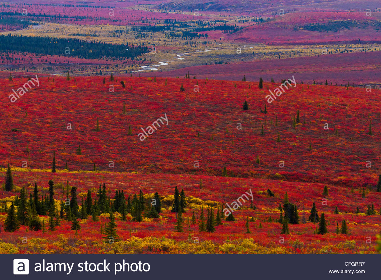 Bright red fall foliage on the Alaskan tundra. Stock Photo