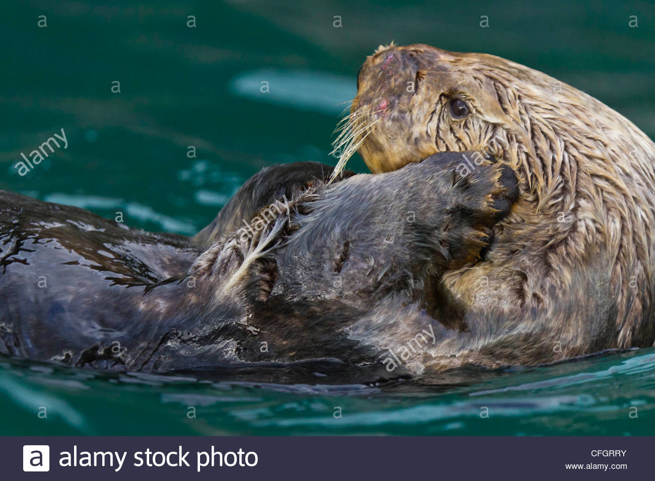 Close up of a sea otter floating on its back. Stock Photo