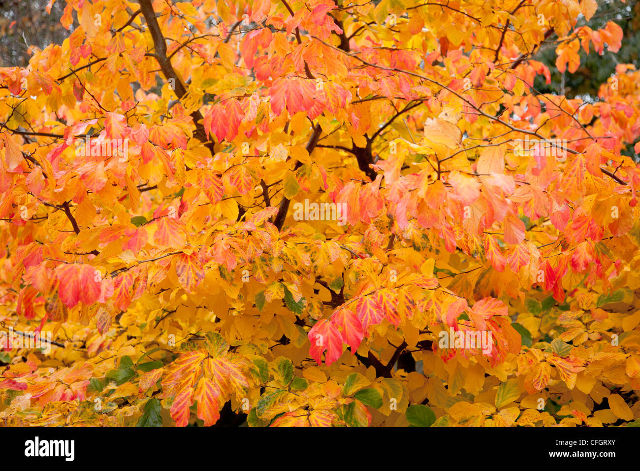 Autumn Colour Persian Ironwood (Parrotia Persica Stock Photo Alamy