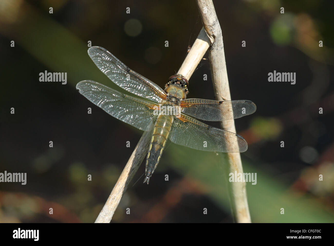 Four-spotted Chaser (Libellule quadrimaculata) Stock Photo