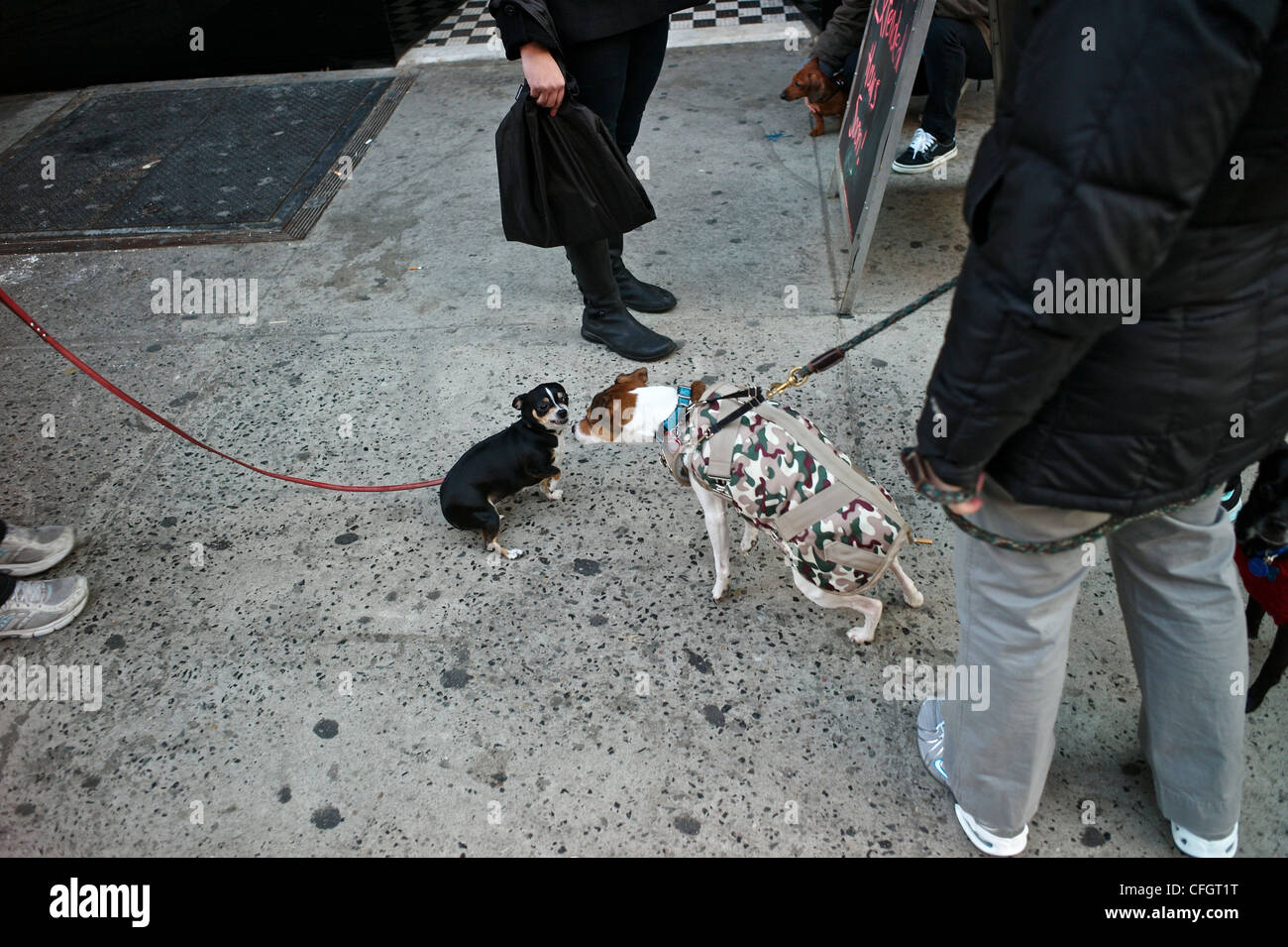 Dog owners walking their dogs in Chelsea Stock Photo Alamy