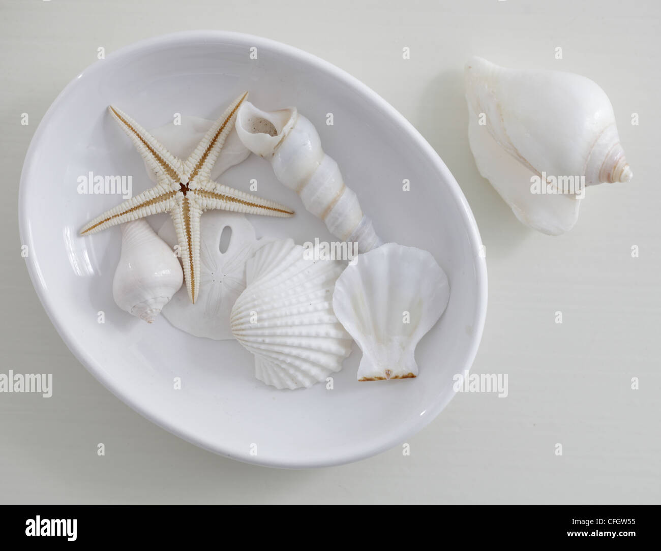 Shells: Coastal Still Life Stock Photo
