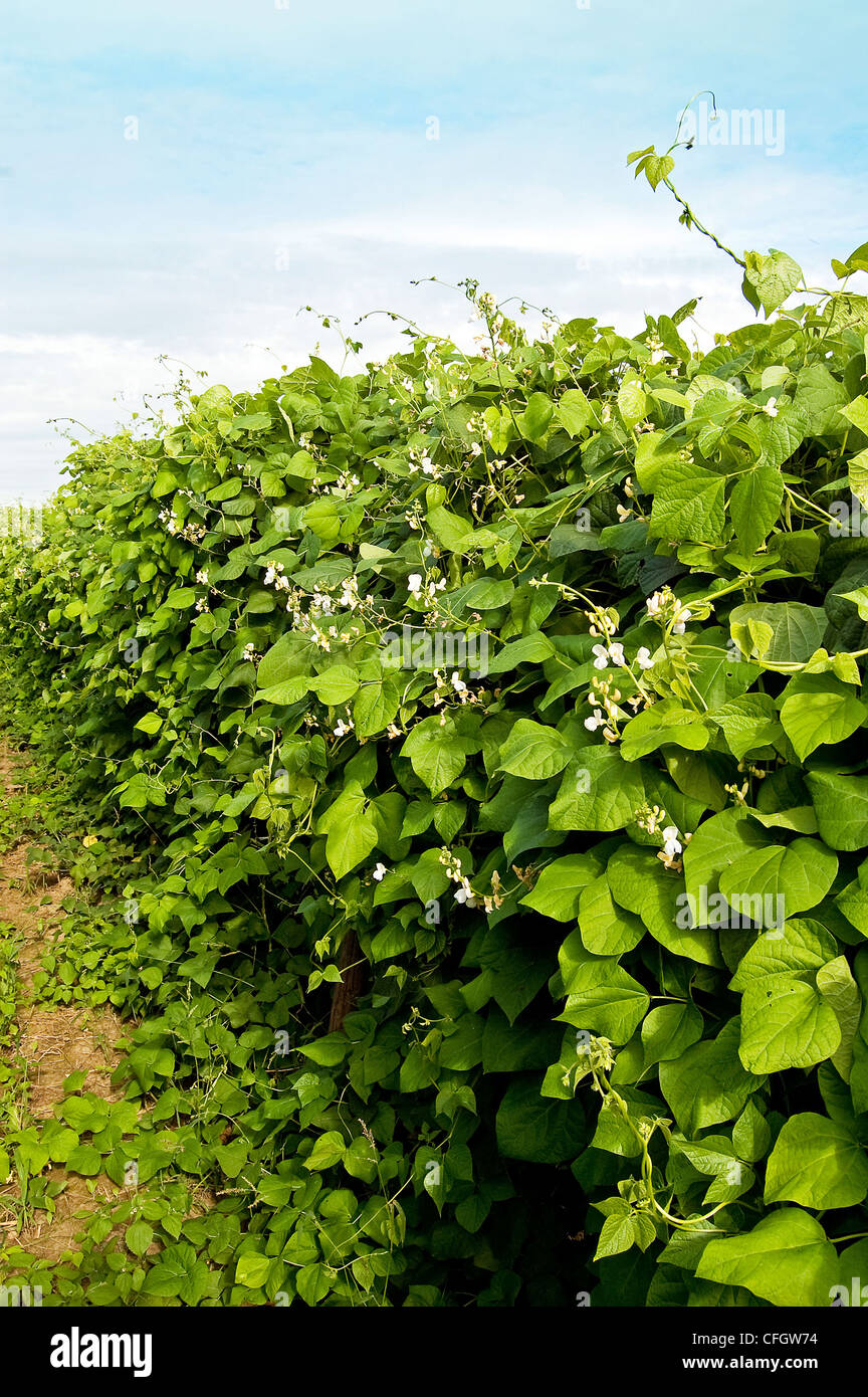 Bean climbing plants on the garden bed in the summertime with pillar