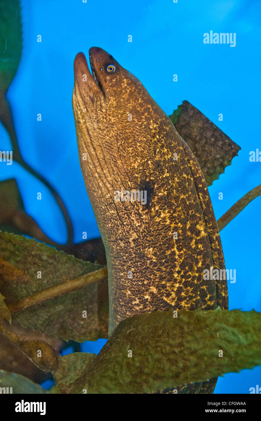 California moray eel Stock Photo Alamy