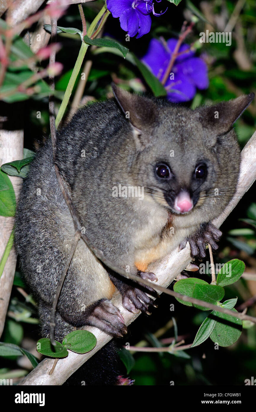 New Zealand Possum High Resolution Stock Photography and Images Alamy