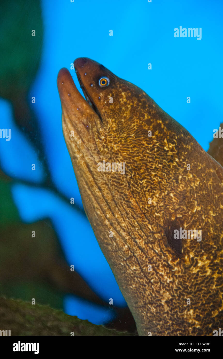 California moray eel Stock Photo Alamy