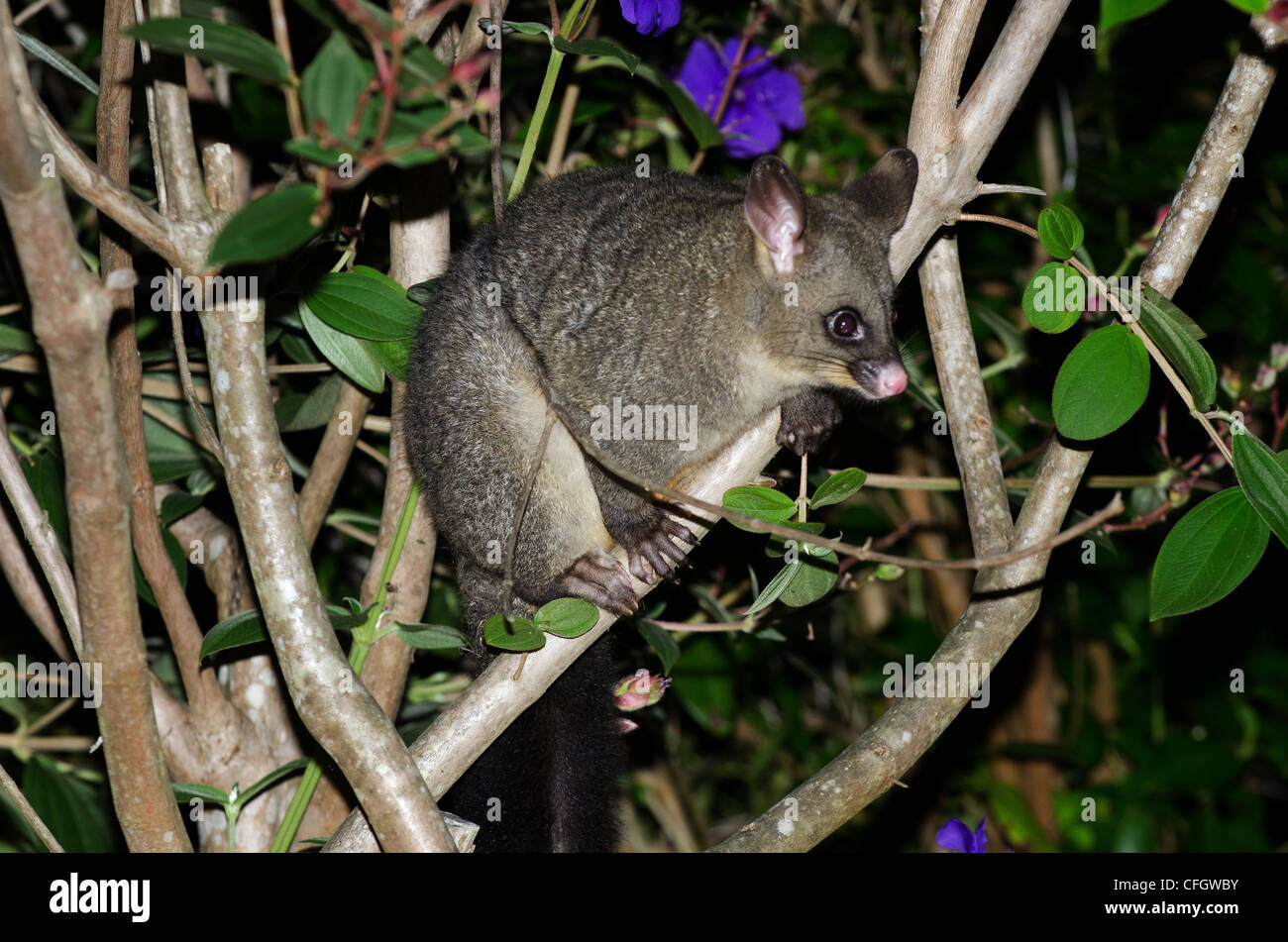 Possum And New Zealand High Resolution Stock Photography and Images Alamy
