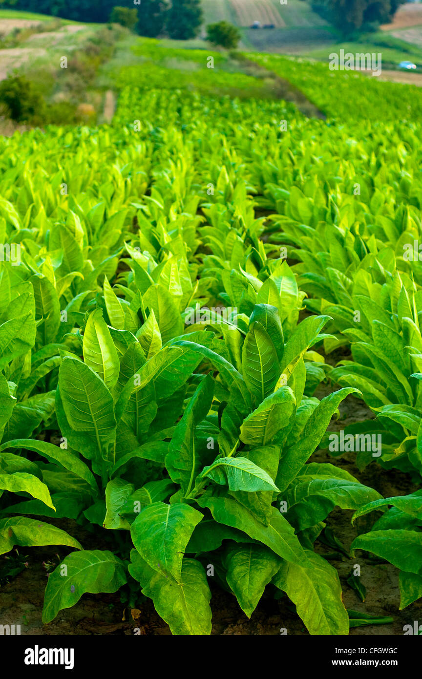 Lines of green tobacco plants on a field Stock Photo