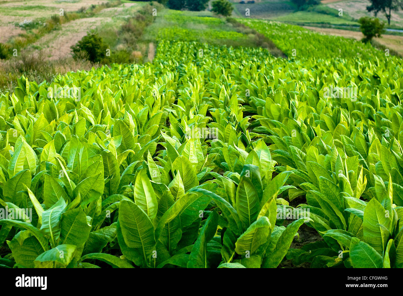 Lines of green tobacco plants on a field Stock Photo