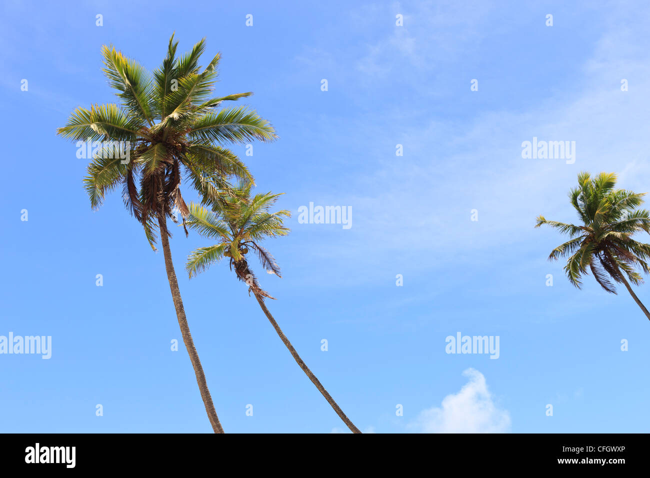 Palm trees, Praia de Tabatinga, Tabatinga Beach, Paraiba, Brazil Stock Photo