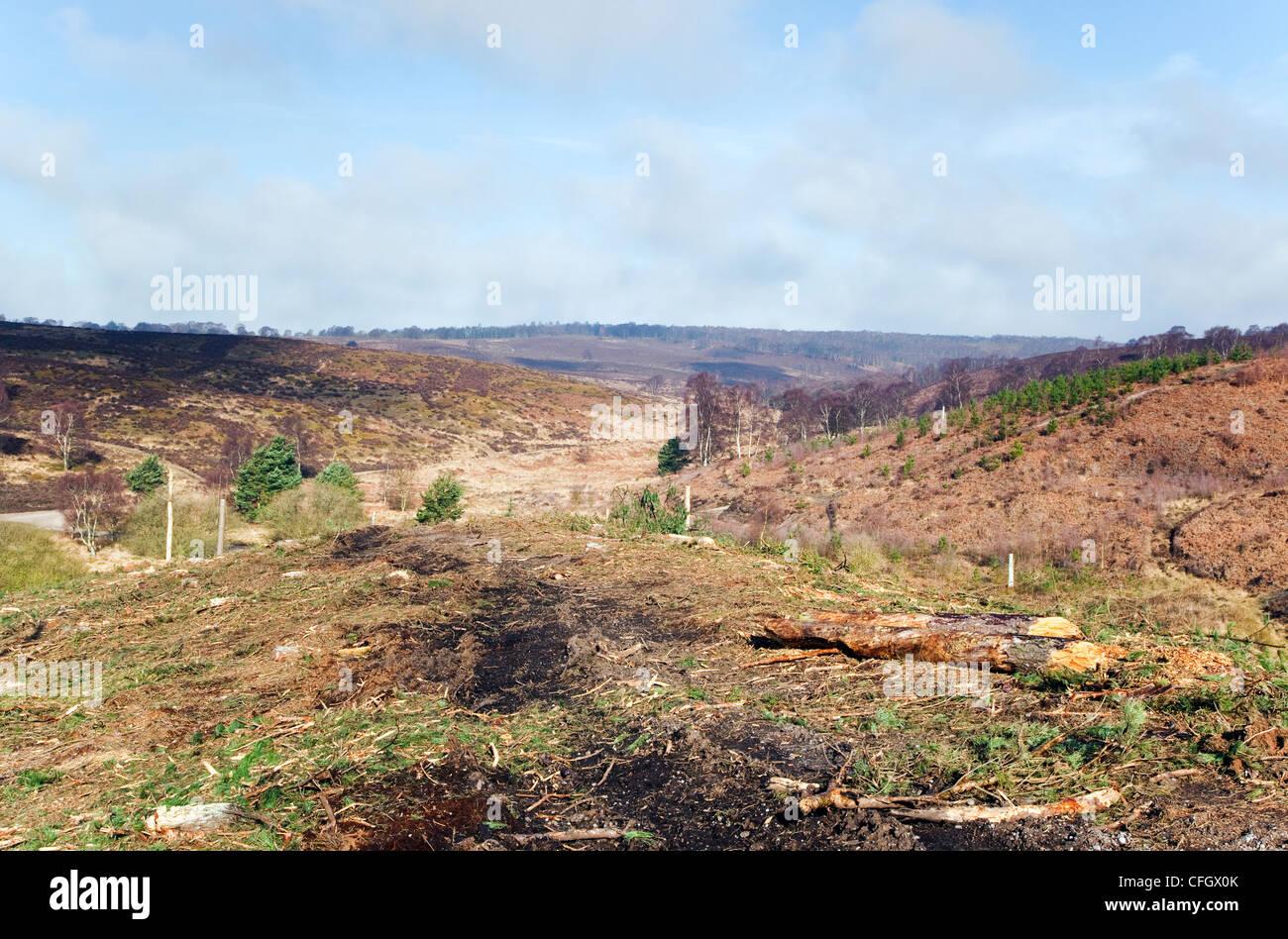 Deforestation Cannock Chase Country Park AONB (area of outstanding natural beauty) in Staffordshire England UK Stock Photo