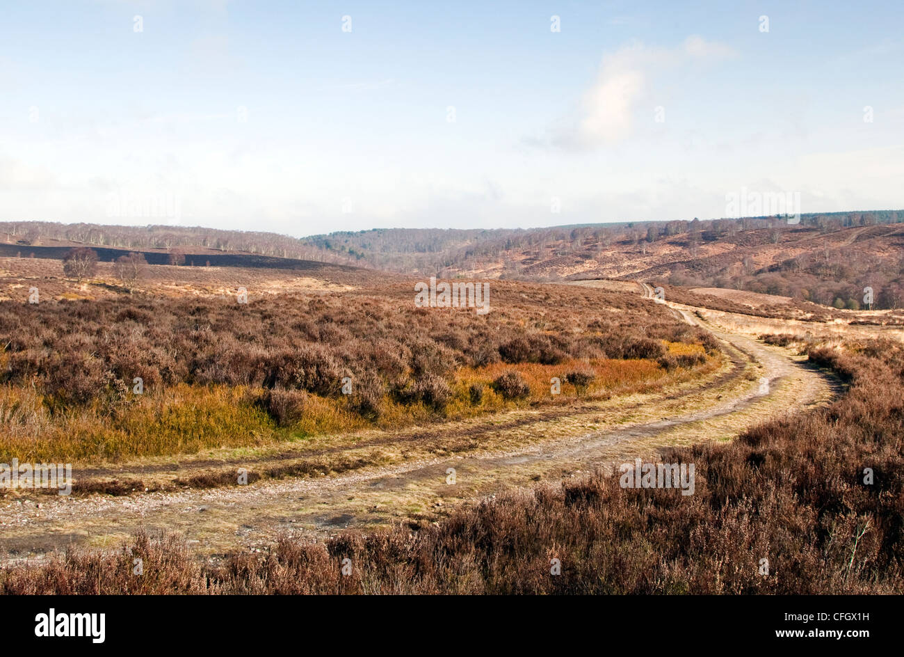 Heathland Cannock Chase Country Park AONB (area of outstanding natural beauty) in Staffordshire England UK Stock Photo