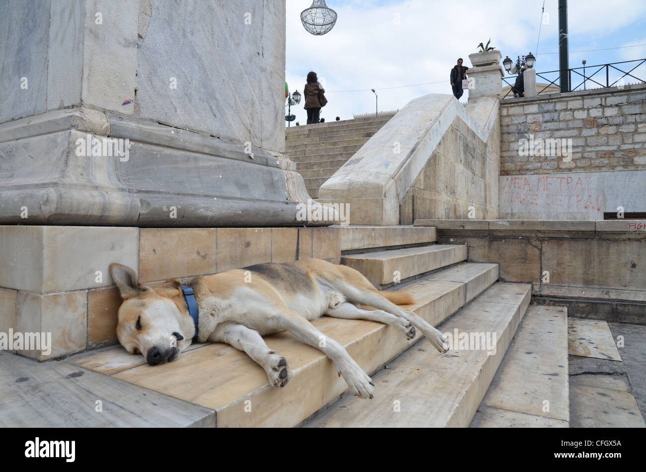 Street dog sleeping on the stairs of Syntagma square, Athens, Greece Stock Photo