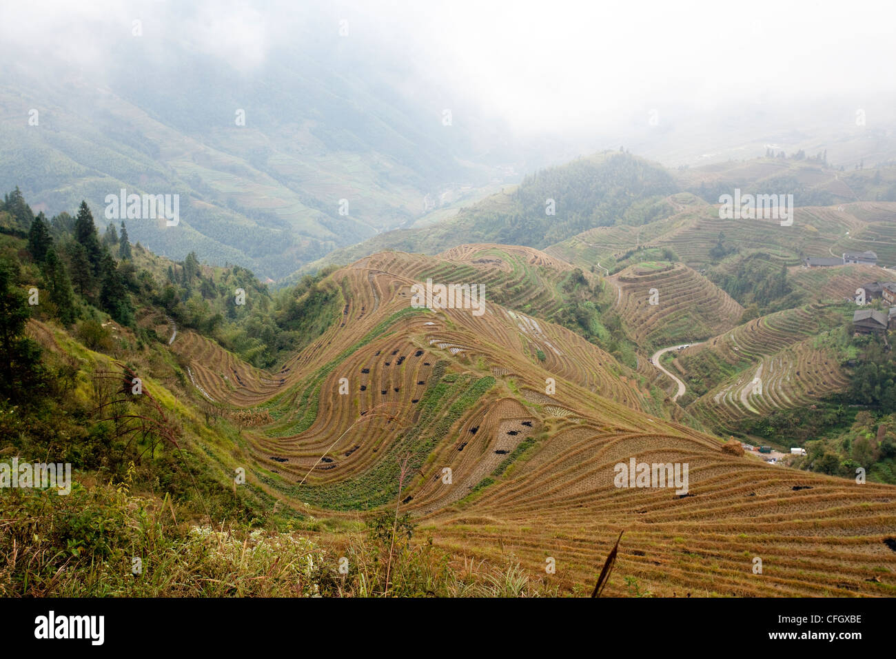 Longji (Dragon's Backbone) Terraced Rice Fields, Longsheng, China Stock ...