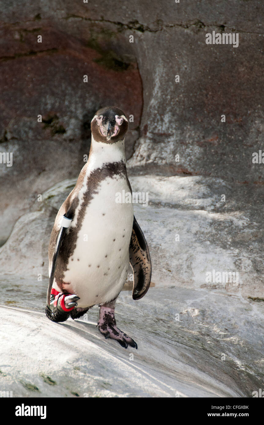 Penguin Stock Photo