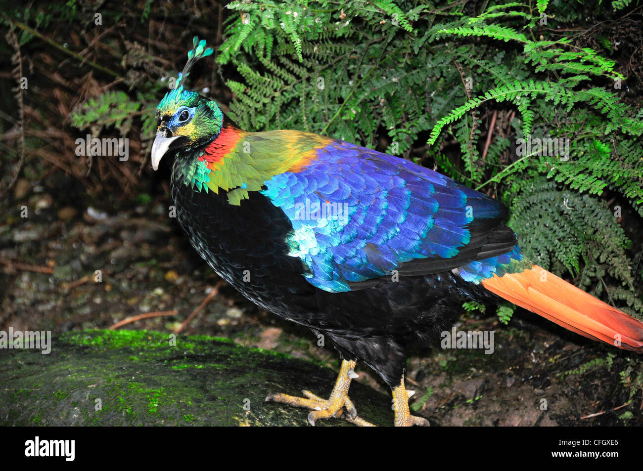 Himalayan Monal Pheasant Stock Photo Alamy