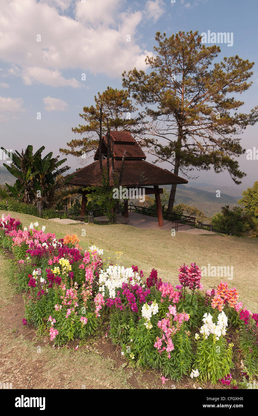 National flower of thailand hi-res stock photography and images - Alamy