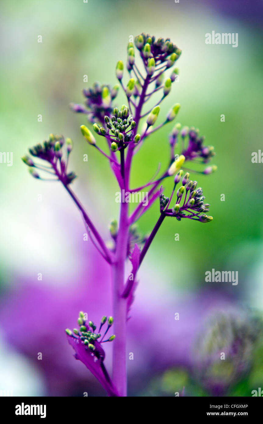 Bright purple and green flower bud clusters of ornamental cabbage. Stock Photo