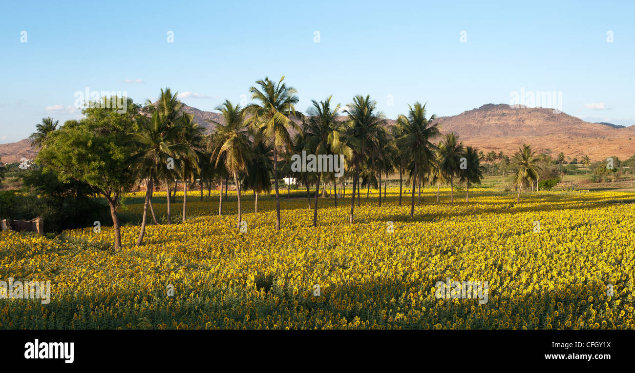 Cultivated Sunflower field and palm trees in the Indian countryside, Andhra Pradesh, India Stock Photo