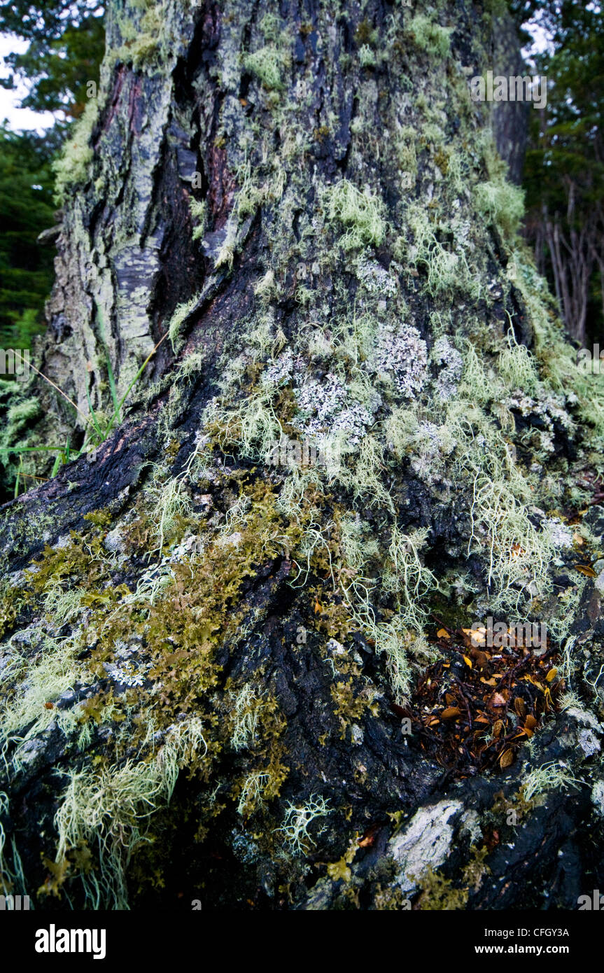 Moss and lichen cover an ancient beech tree base in a dark forest. Stock Photo