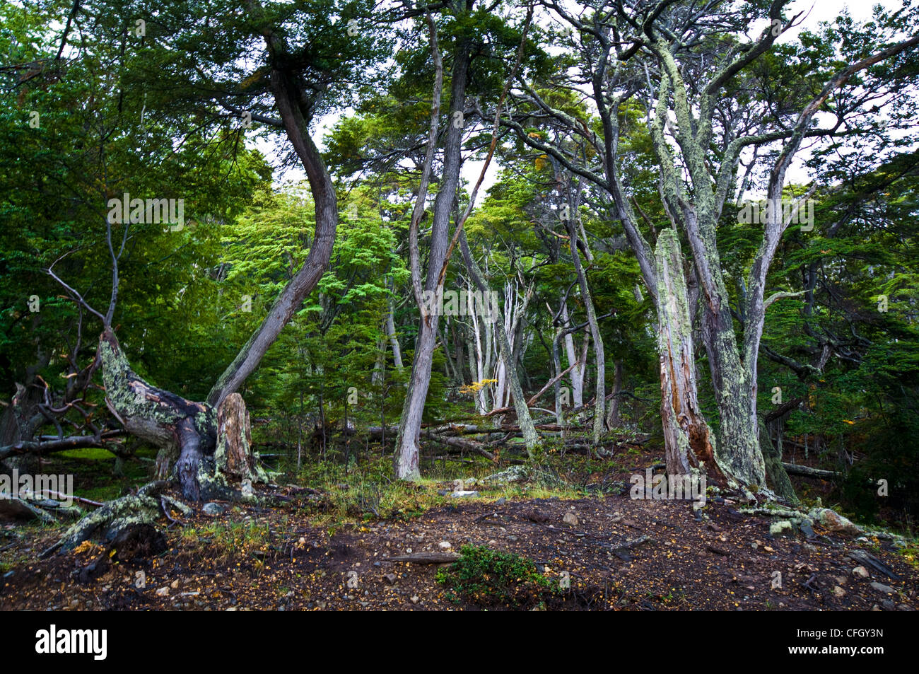 Moss and lichen cover the trunks of beech trees in a dark forest. Stock Photo