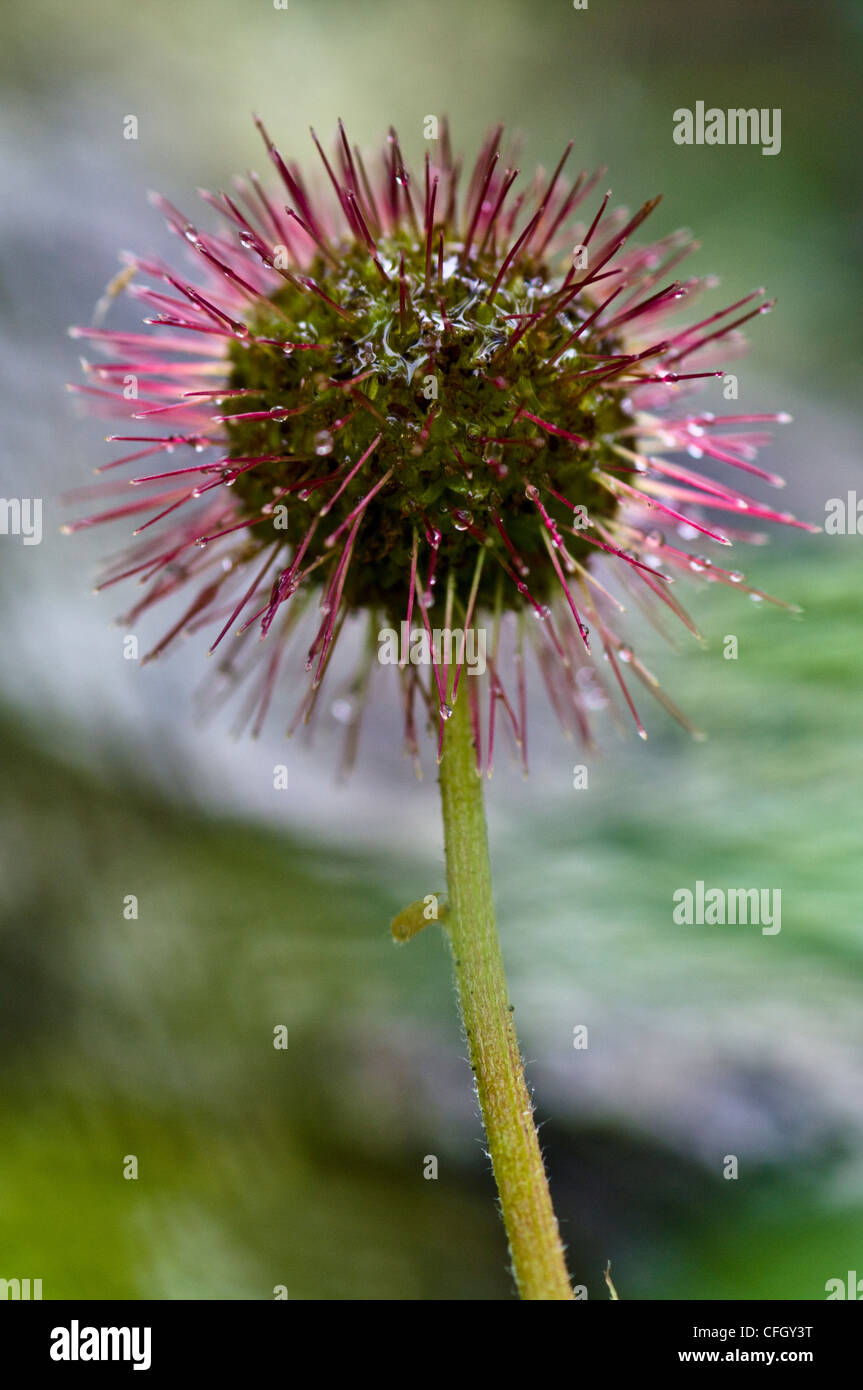 Bright pink spikes surround the flower ball of the Greater Burnet. Stock Photo