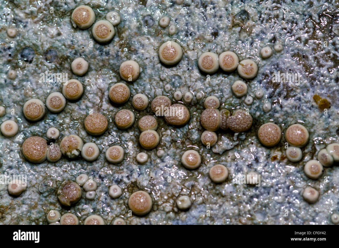 Crustose lichen with apothecia, spore-bearing structures on a boulder. Stock Photo