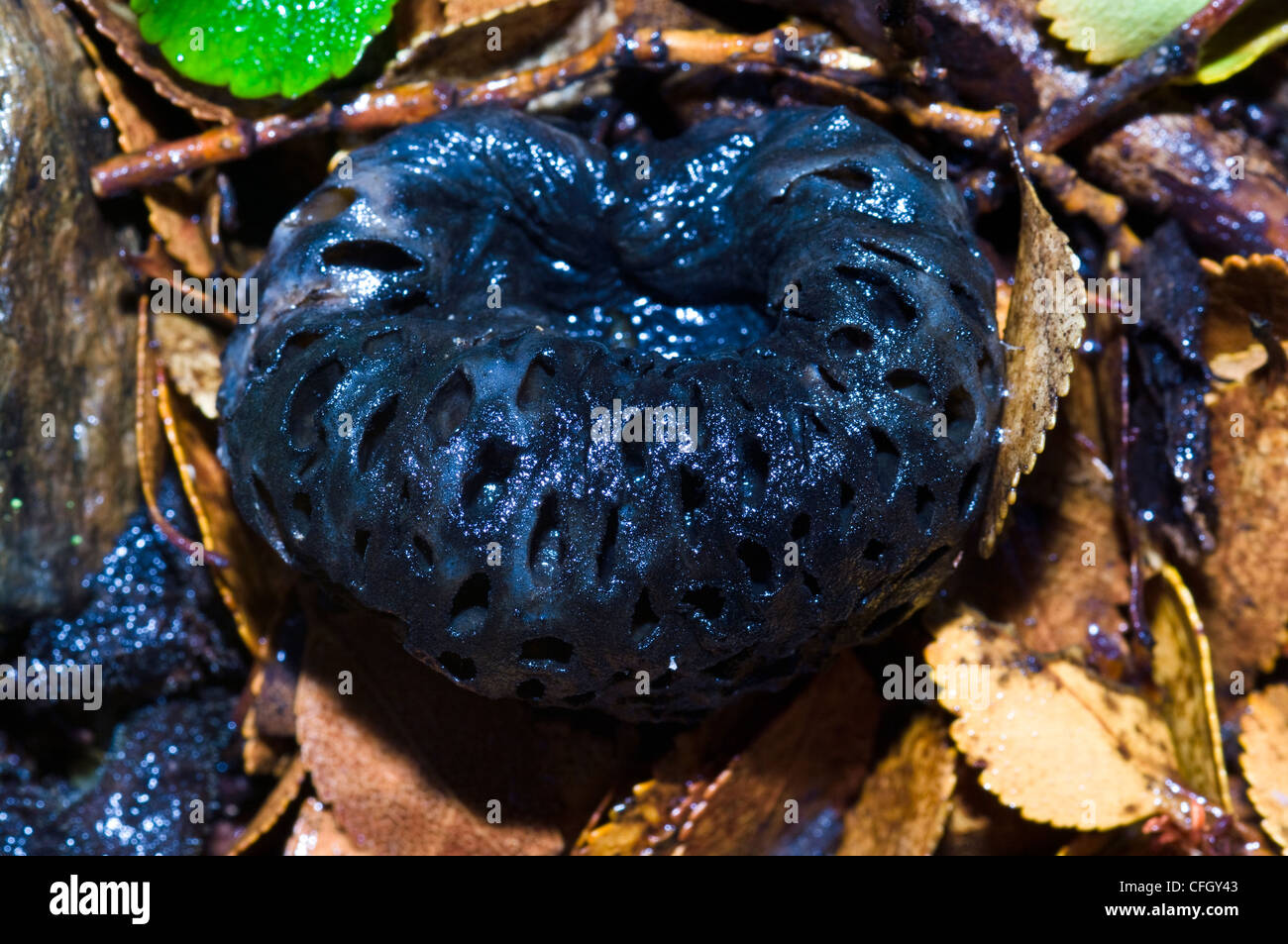 A rotting Indian Bread Fungus in the leaf litter of a beech tree. Stock Photo