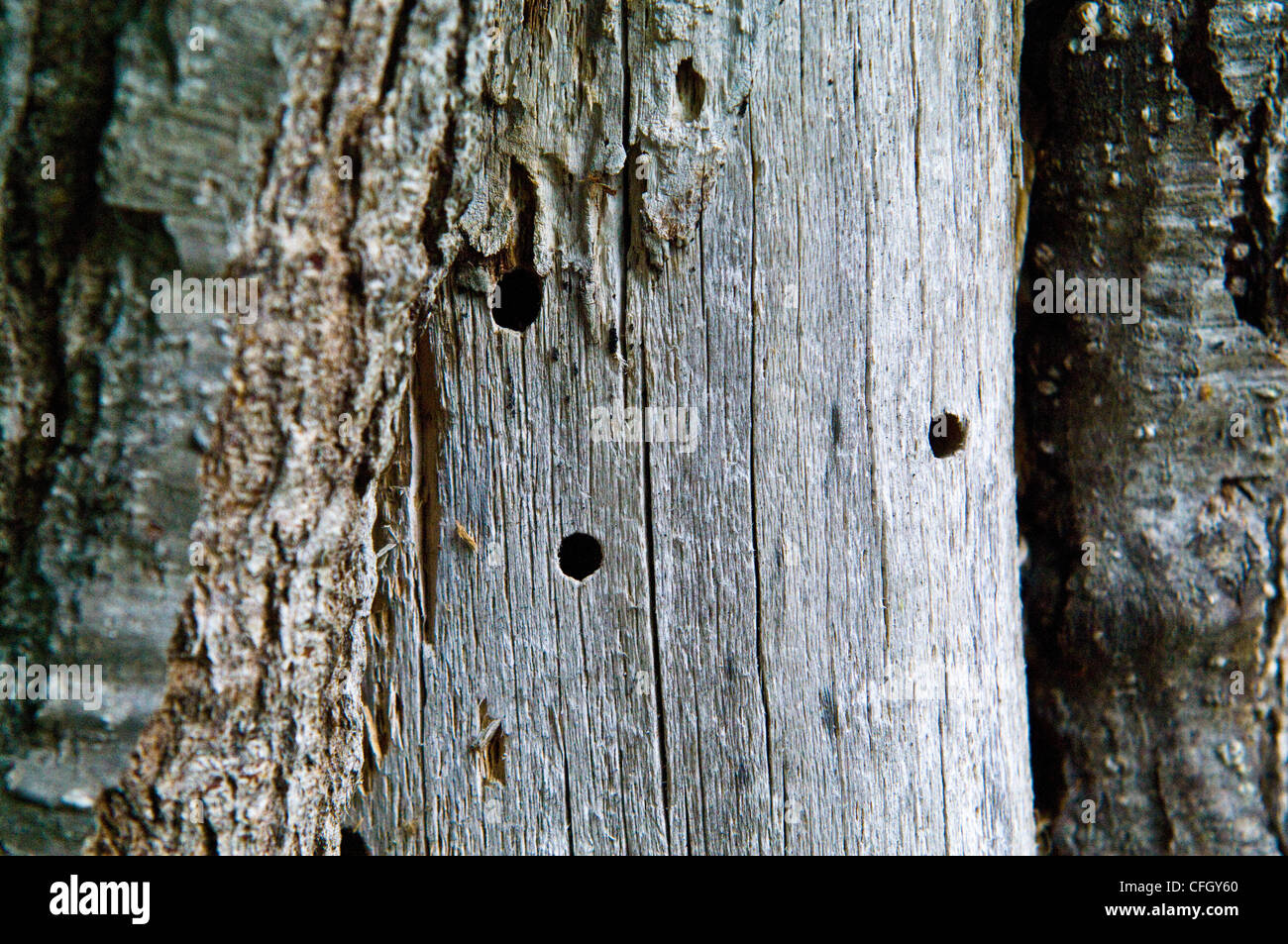 Holes in a tree trunk made by wood boring insects possibly wood wasps. Stock Photo