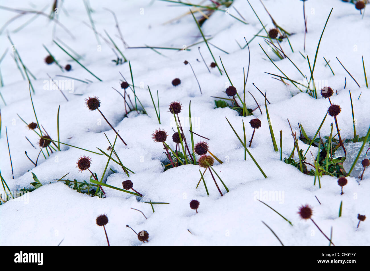 A colony of Greater Burnet flowers emerge from a light layer of snow. Stock Photo