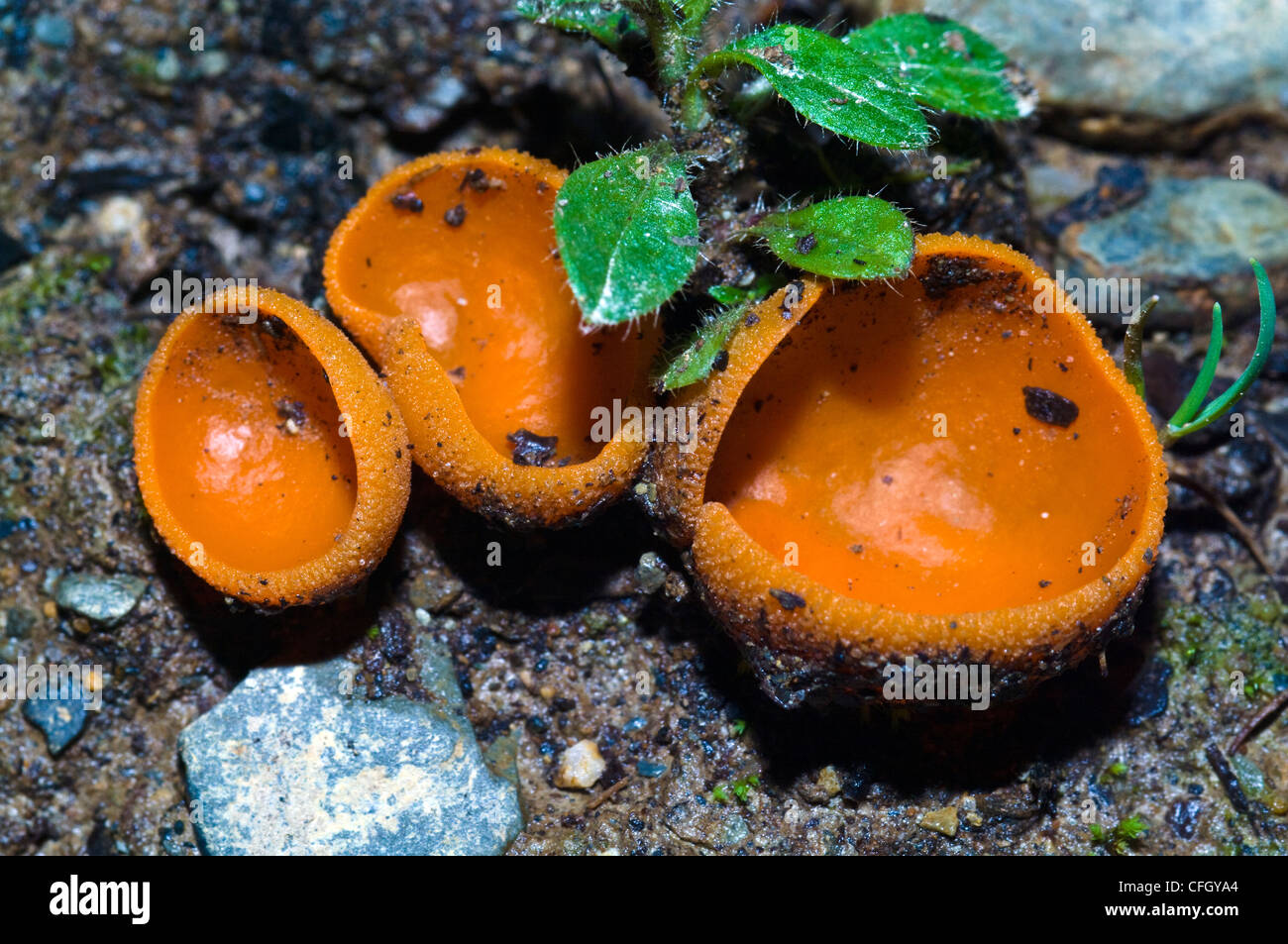 A colony of bright orange Peziza fungus on a beech forest floor. Stock Photo