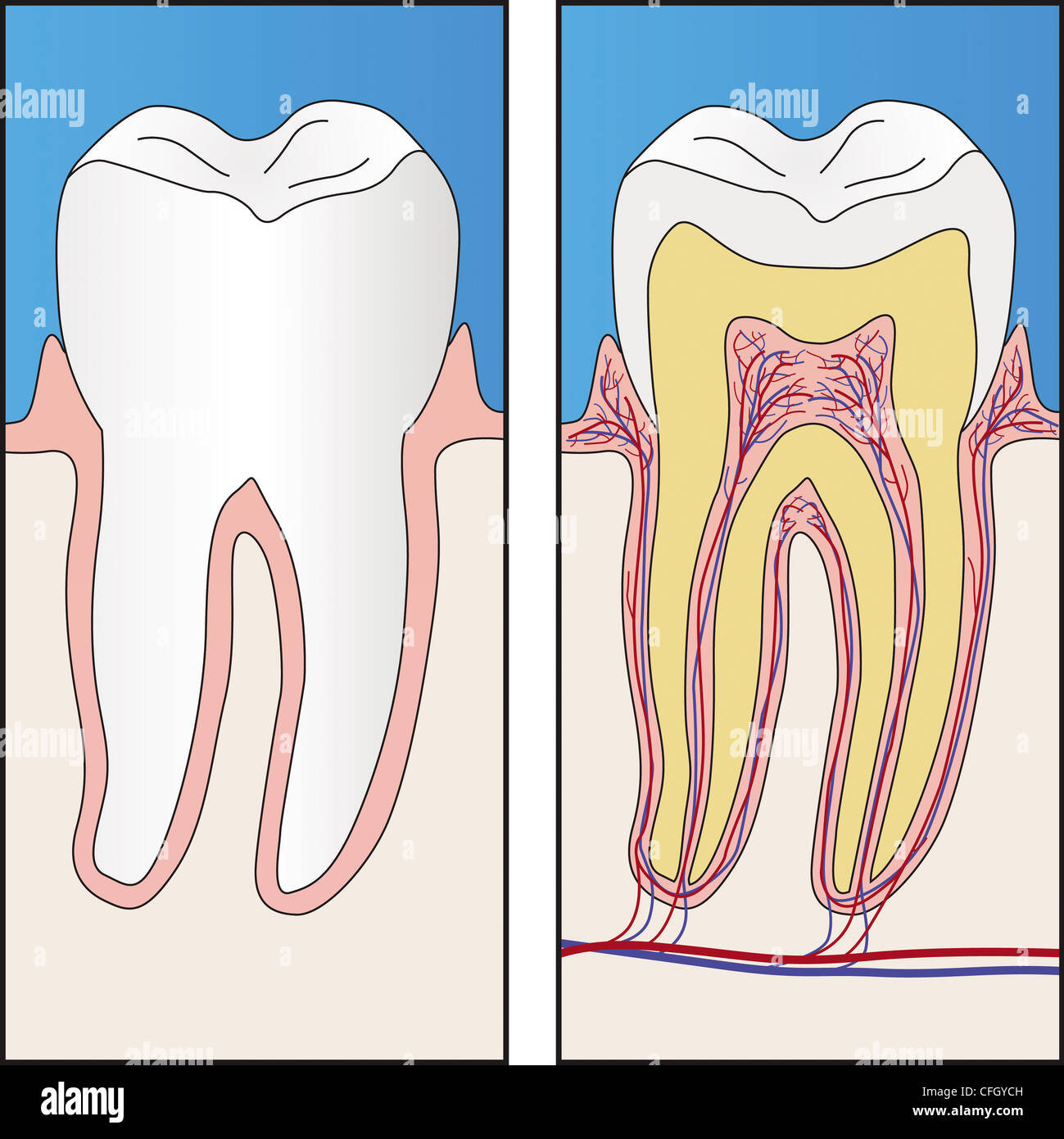Healthy tooth and section of healthy tooth, vector ilustration Stock Photo