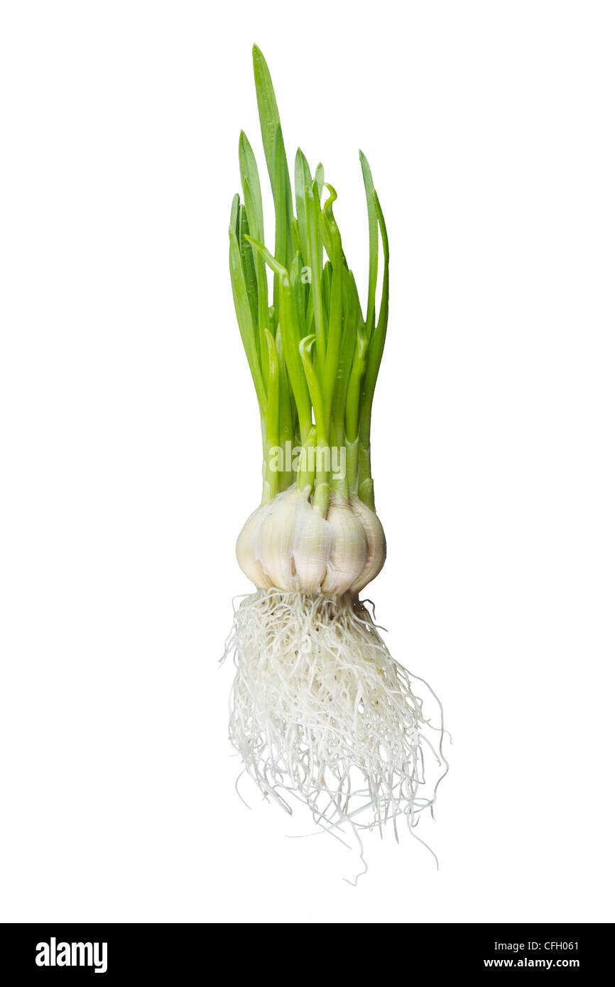 Garlic vegetable  isolated on white background Stock Photo