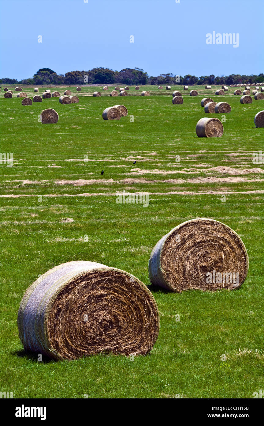 After harvesting round hay bails lie scattered in a lush farm field. Stock Photo