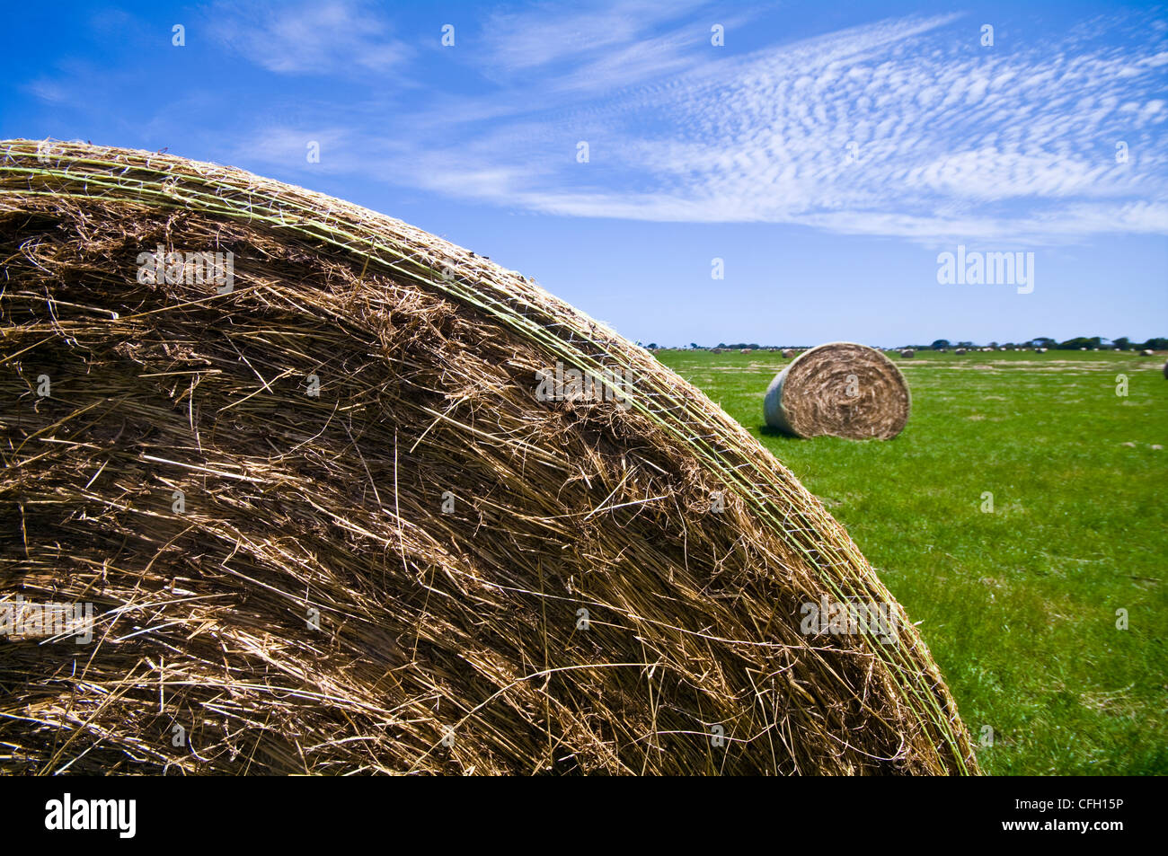 After harvesting round hay bails lie scattered in a lush farm field. Stock Photo