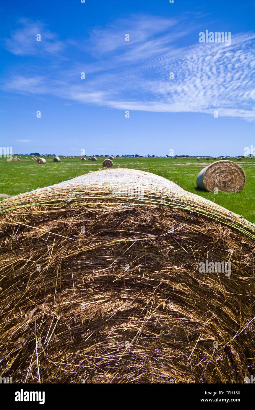 After harvesting round hay bails lie scattered in a lush farm field. Stock Photo