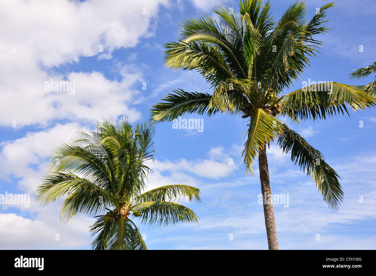 Coconuts palm, Bahamas Stock Photo Alamy