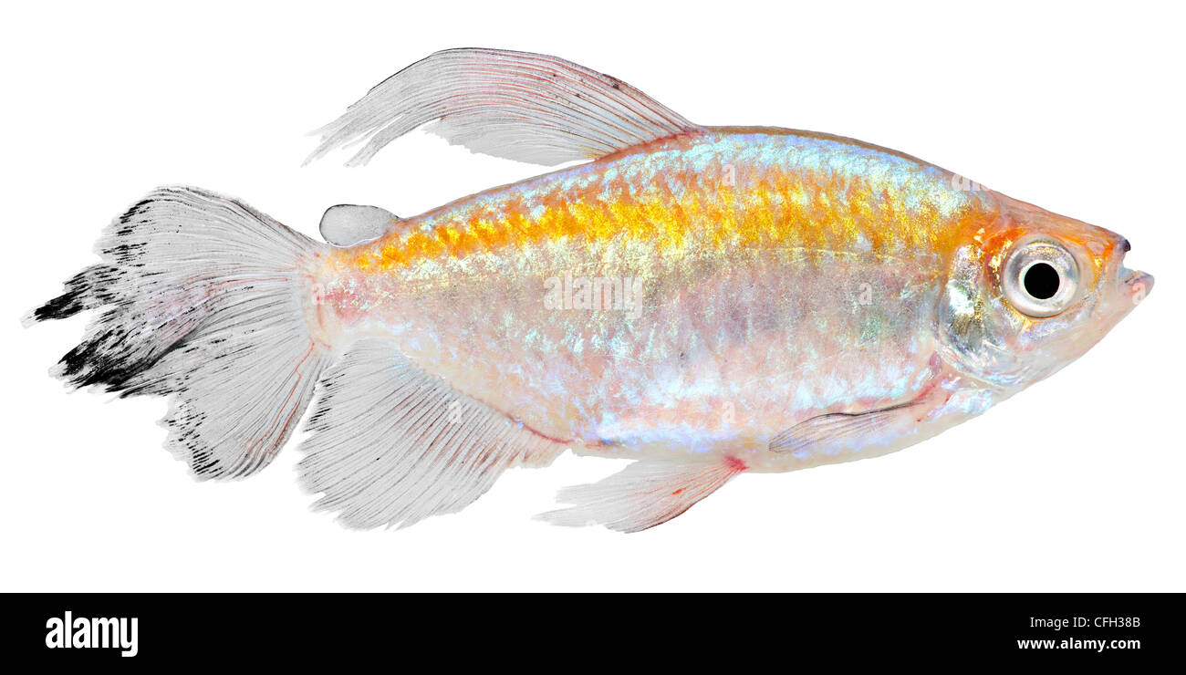 Congo tetra fish isolated on white background.Phenacogrammus interruptus Stock Photo