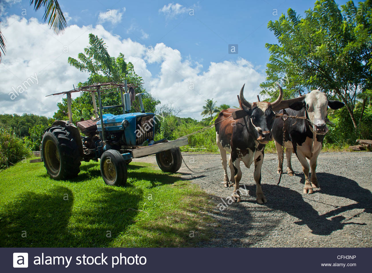 Farming In Fiji Stock Photos & Farming In Fiji Stock Images Alamy
