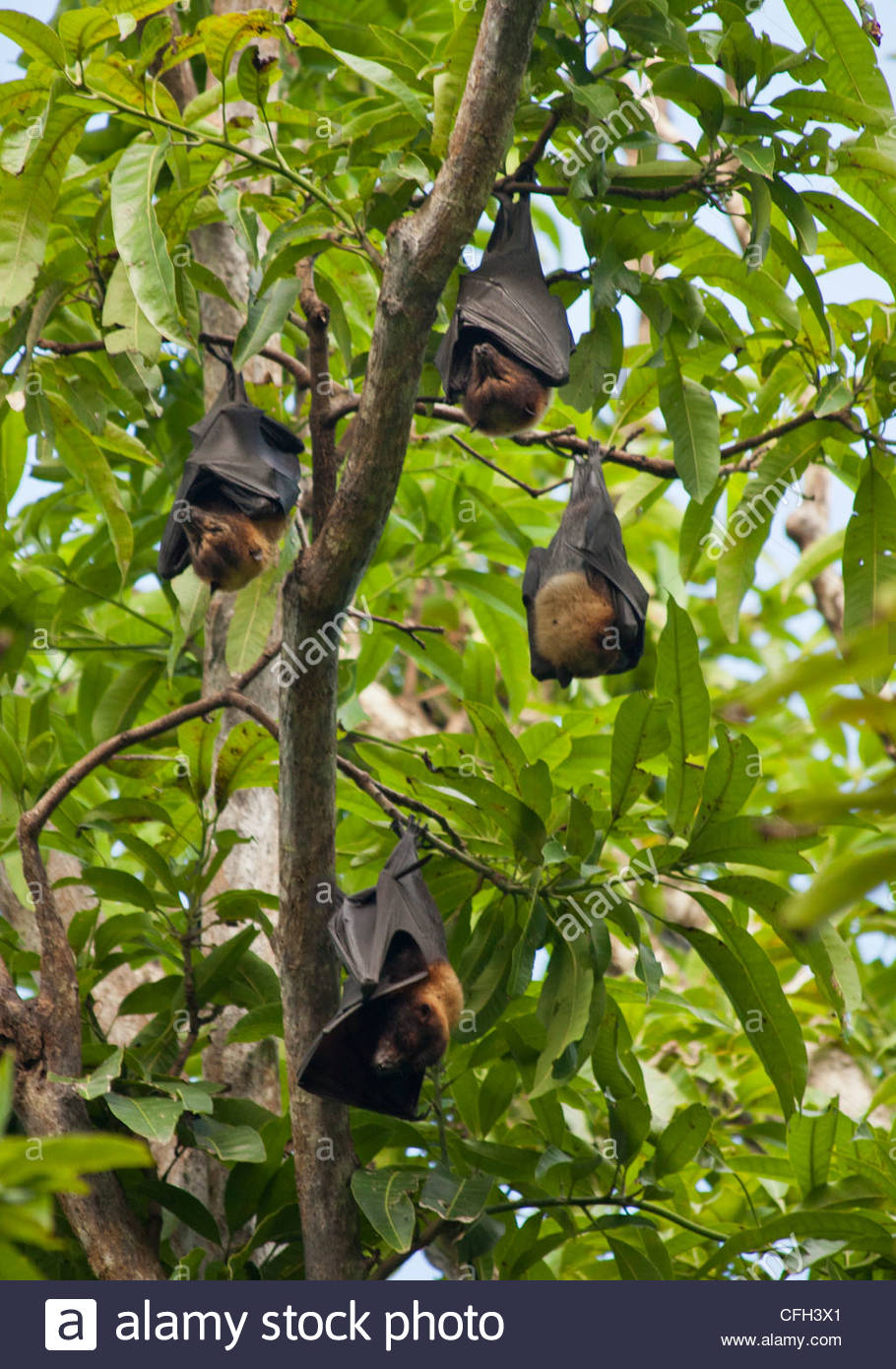 Old World Fruit Bats Stock Photos & Old World Fruit Bats Stock Images