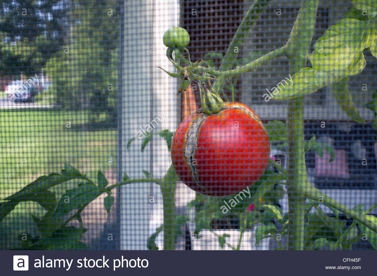 Patio Tomato Plant In Wilmington Delaware Stock Photo 44017051