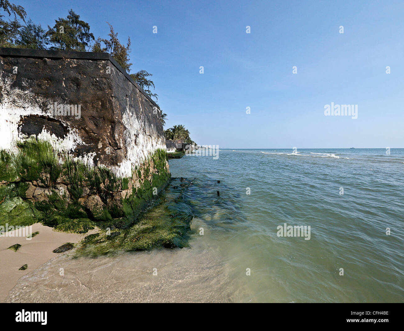 Seaweed and moss growth on a seafront wall Stock Photo